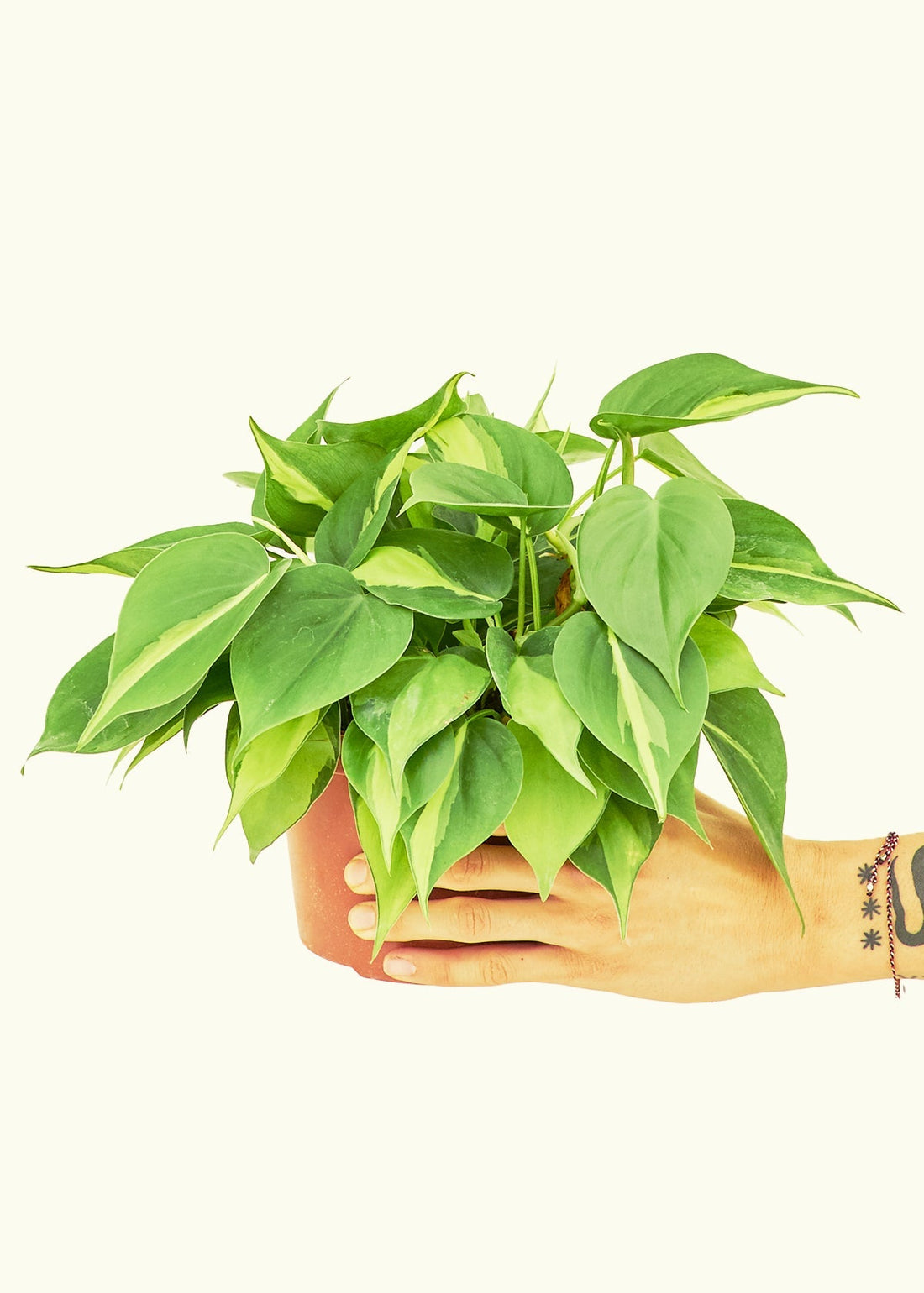 Medium Philodendron &