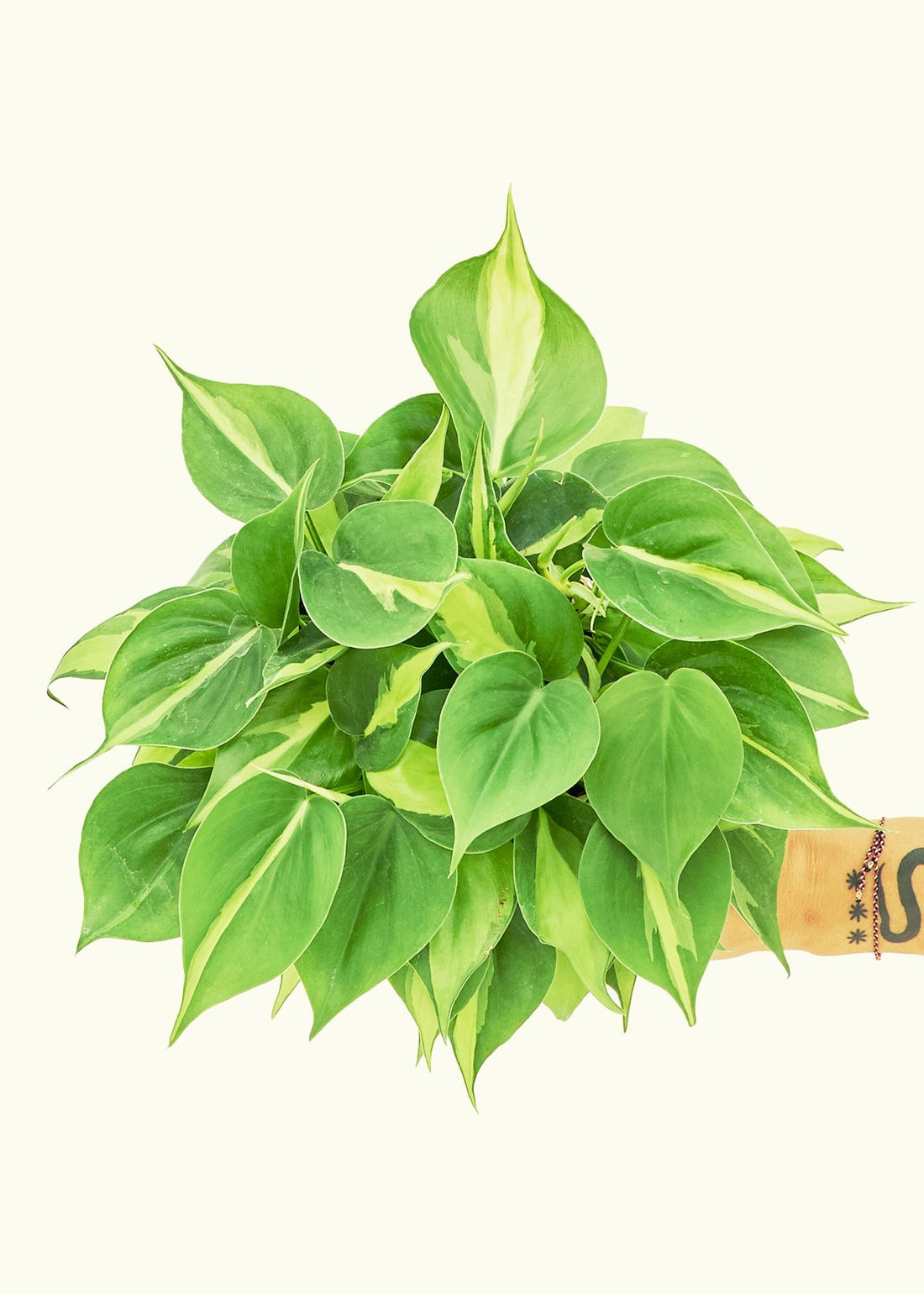 Medium Philodendron &