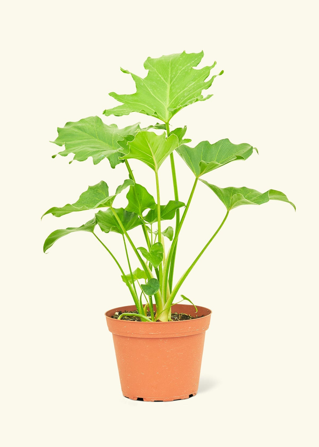 Medium Philodendron &