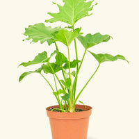 Medium Philodendron 'Little Hope' (Philodendron bipinnatifidum 'Little Hope')