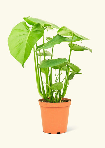 Medium Swiss Cheese Plant (Monstera deliciosa)