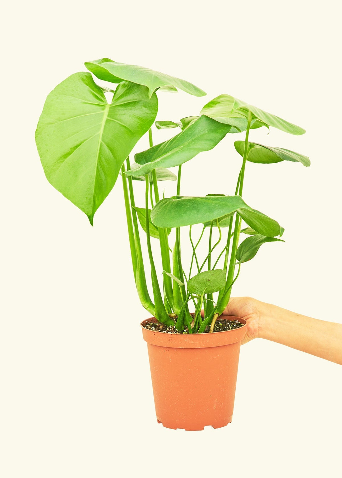 Medium Swiss Cheese Plant (Monstera deliciosa)