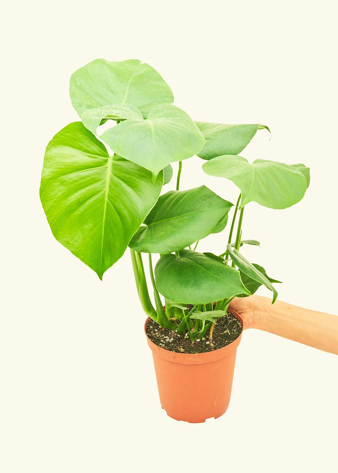 Medium Swiss Cheese Plant (Monstera deliciosa)