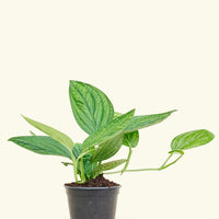 Medium Monstera 'Peru' (Monstera Karstenianum 'Peru') in grow pot