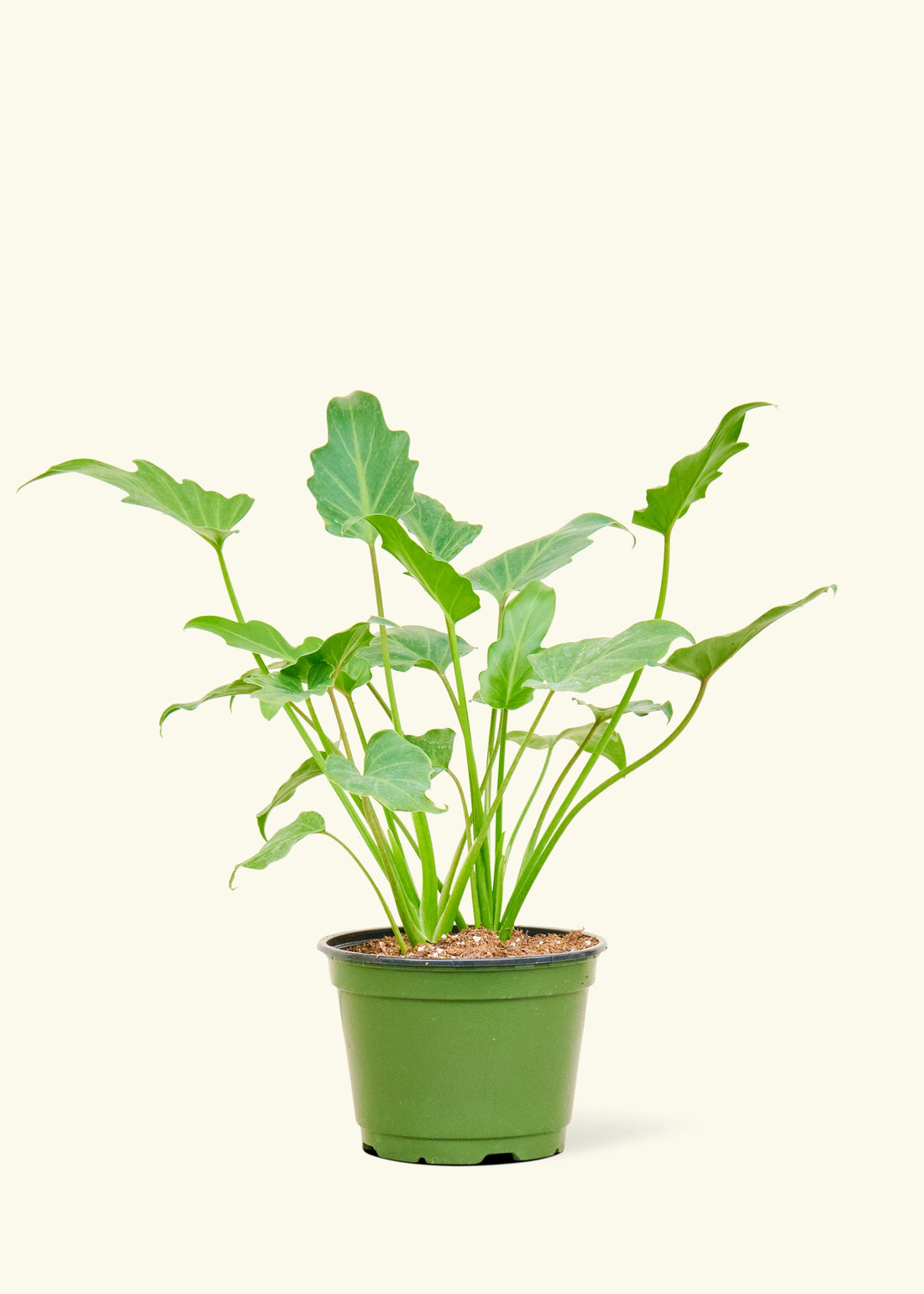 A philodendron &