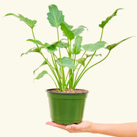 A philodendron 'xanadu' in a 6" pot held in a hand.