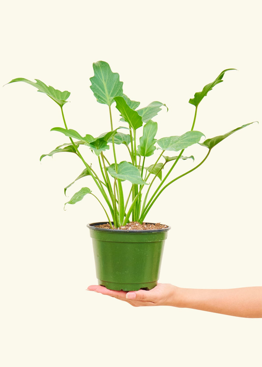 A philodendron 'xanadu' in a 6" pot held in a hand.