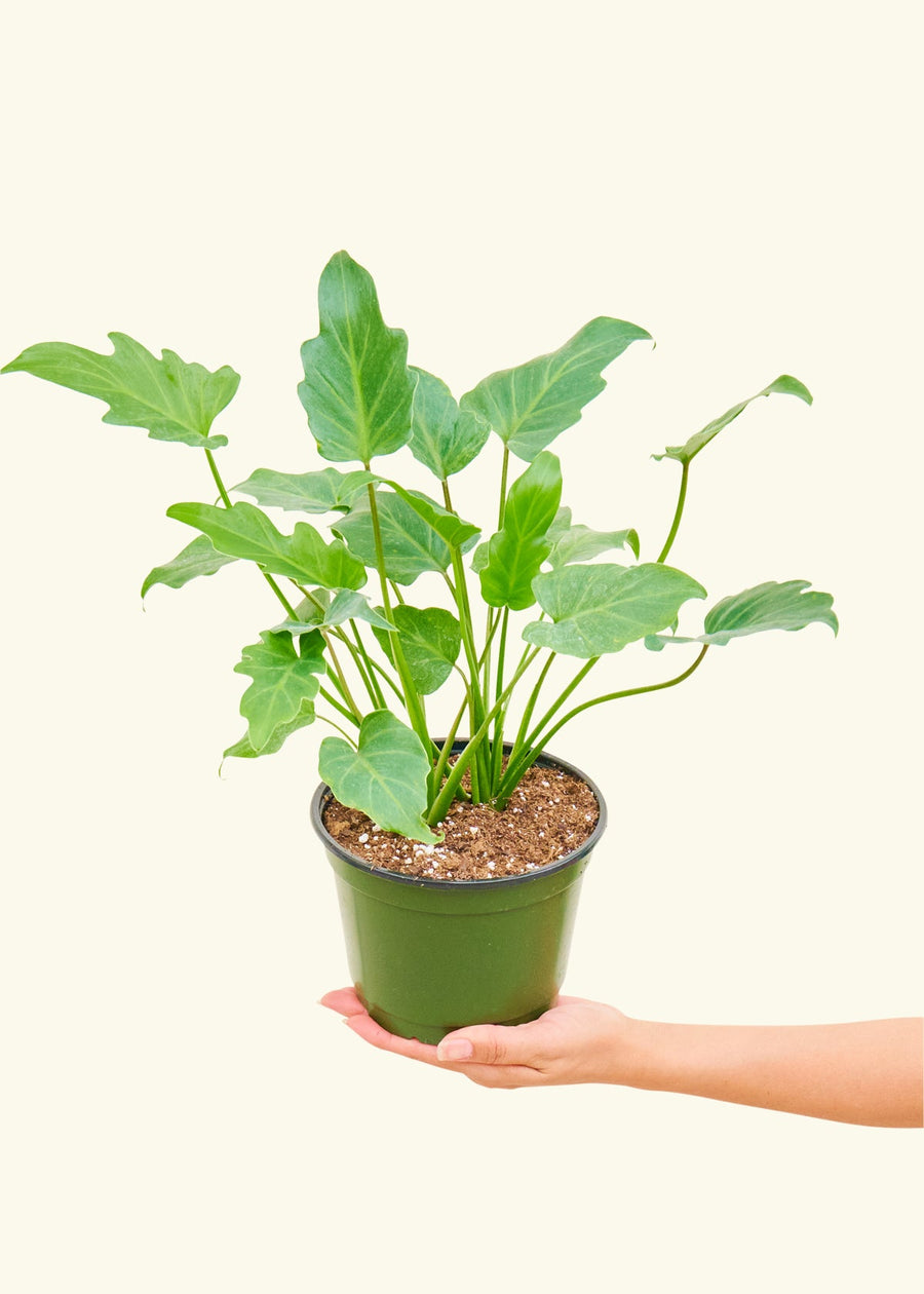 A philodendron 'xanadu' in a 6" pot tilted toward the camera.