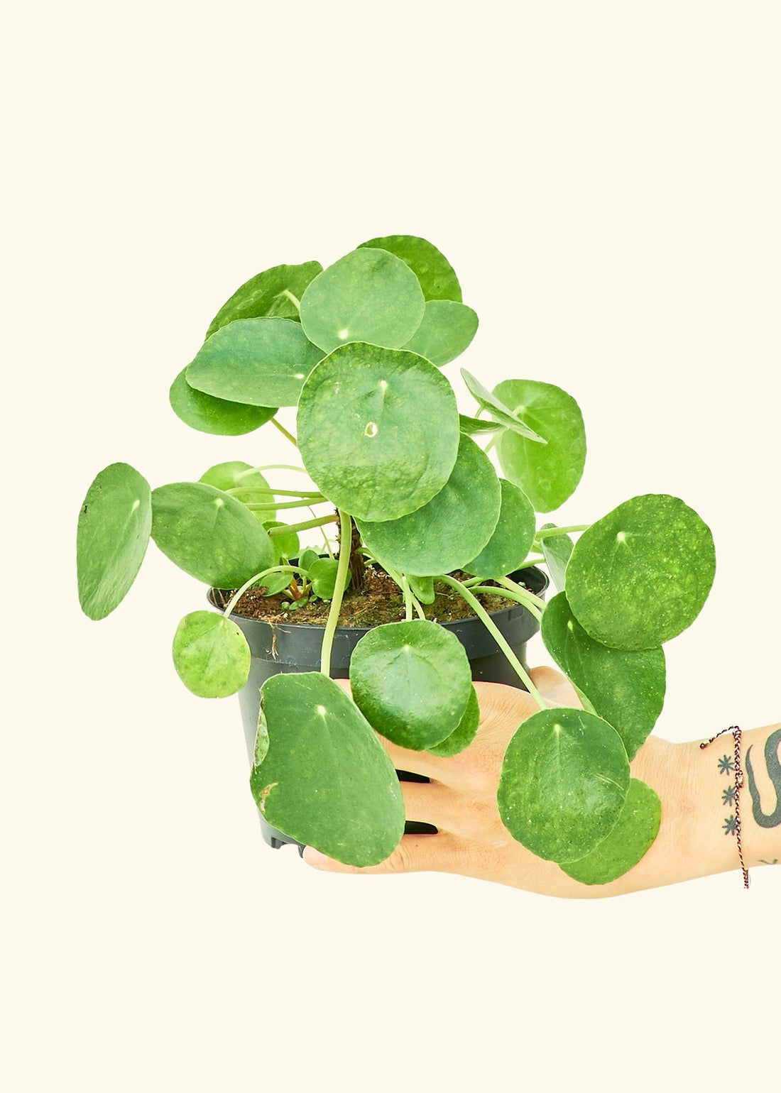 Medium Chinese Money Plant in a grow pot