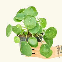 Medium Chinese Money Plant in a grow pot