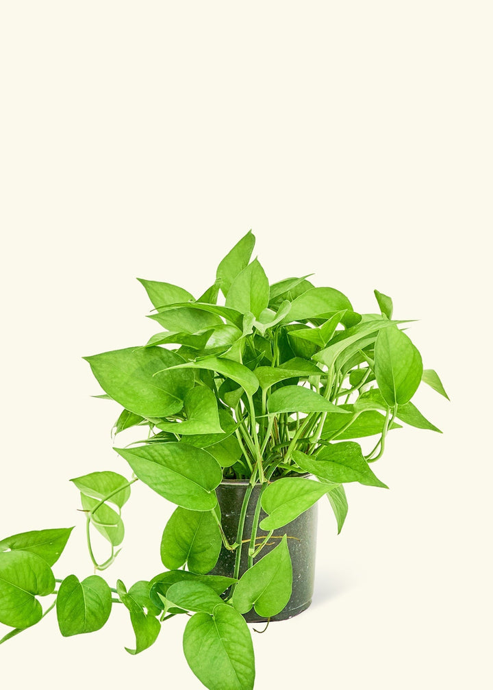 Medium Pothos 'Jade' (Epipremnum aureum)