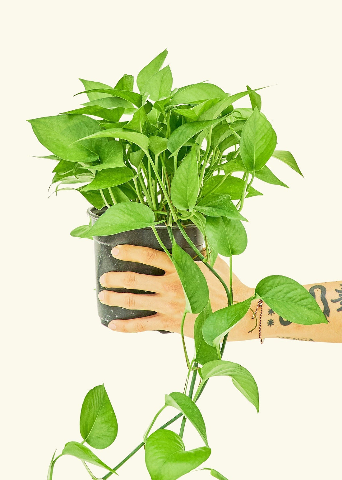 Medium Pothos &