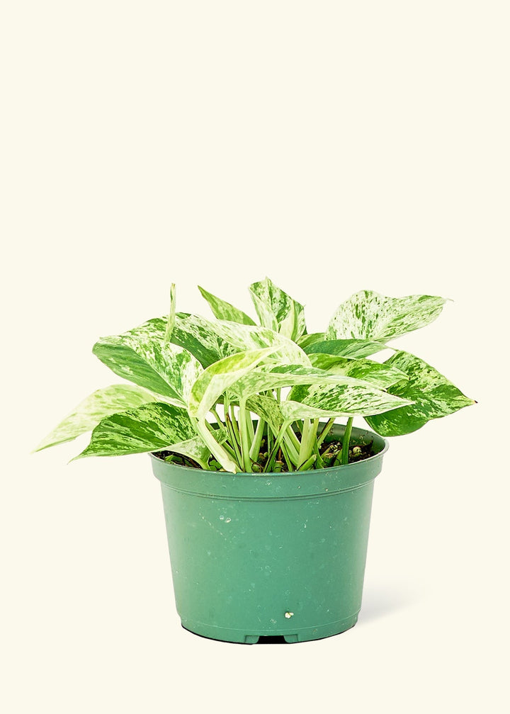 Medium Pothos 'Pearls and Jade' (Epipremnum aureum) in a grow pot.