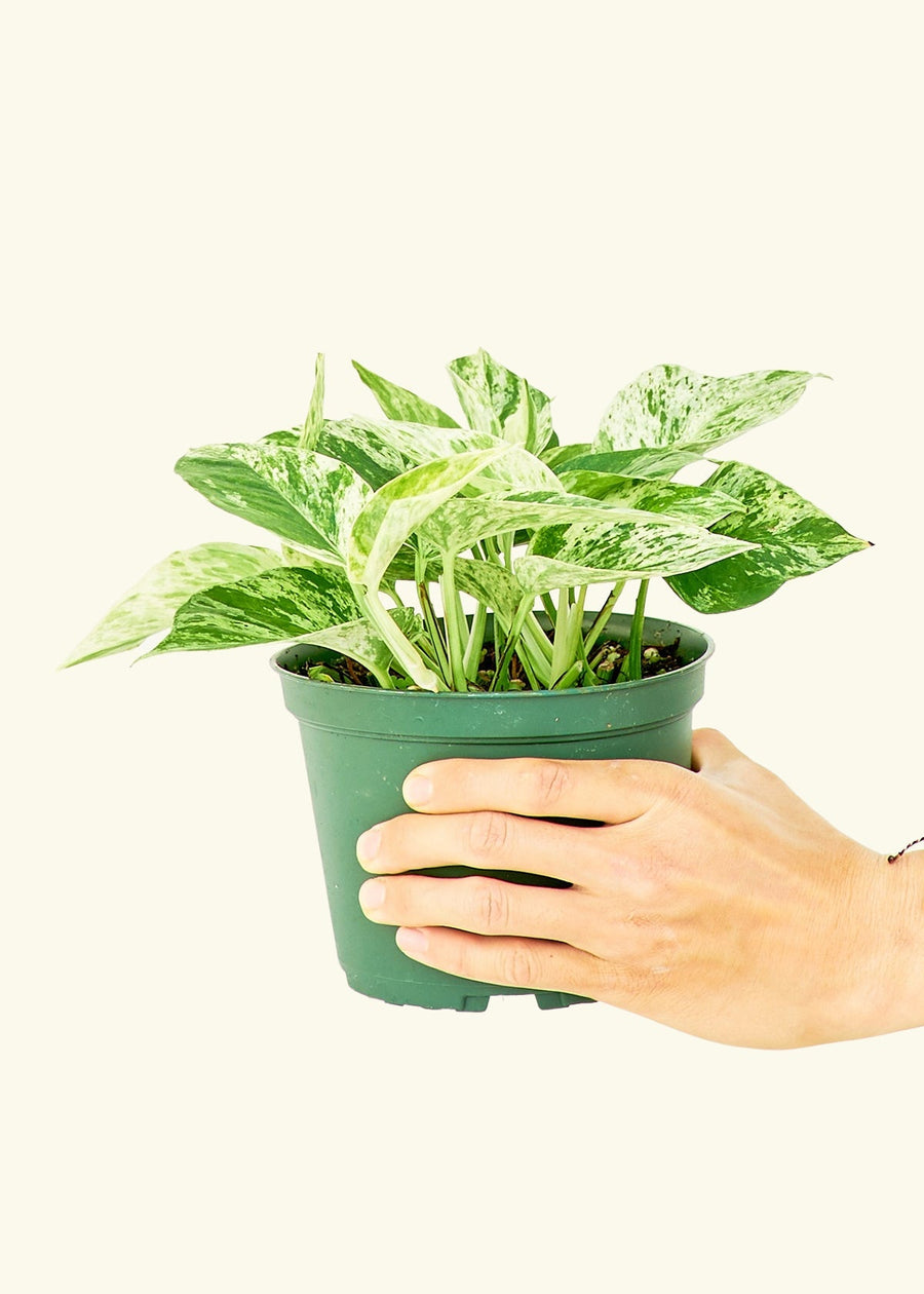 Medium Pothos 'Pearls and Jade' (Epipremnum aureum) in a grow pot.