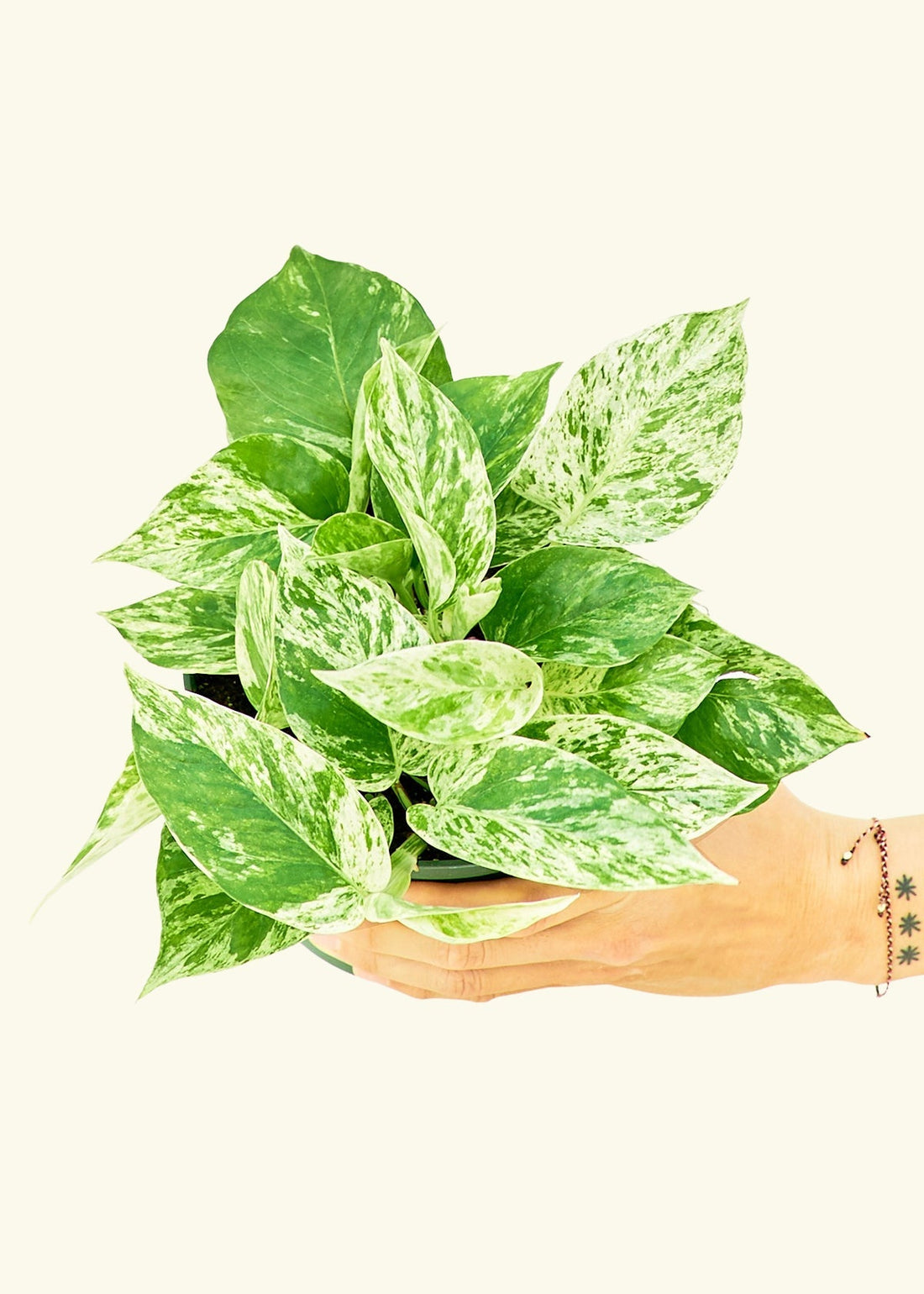 Medium Pothos &