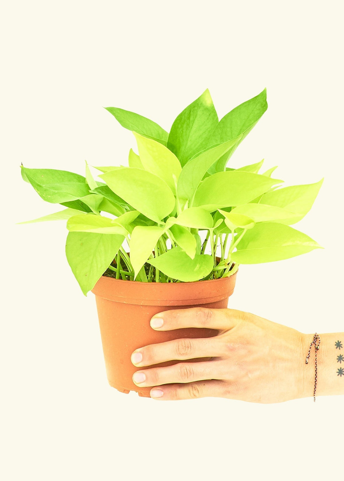 Medium Neon Pothos (Epipremnum aureum) in a grow pot.