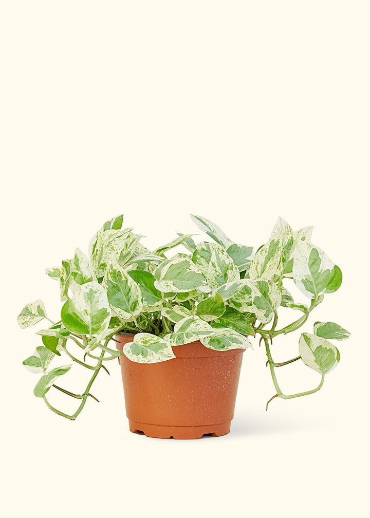 Medium Pothos 'Pearls and Jade' (Epipremnum aureum)