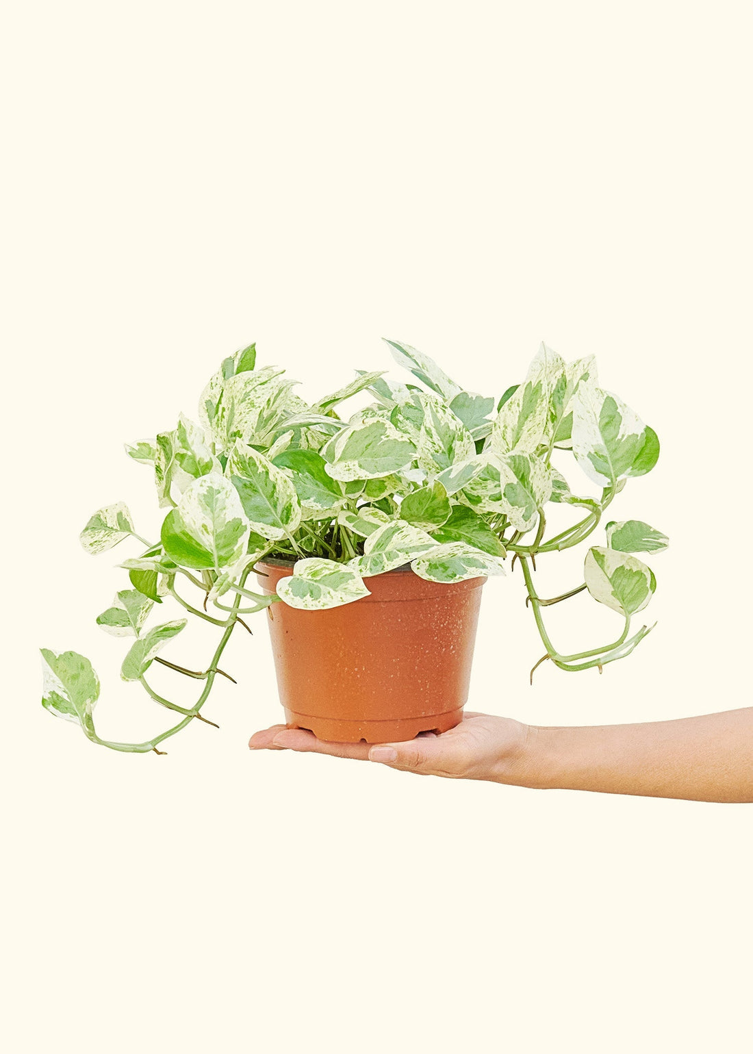 Medium Pothos &