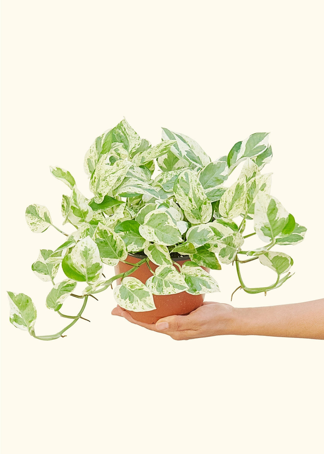 Medium Pothos &