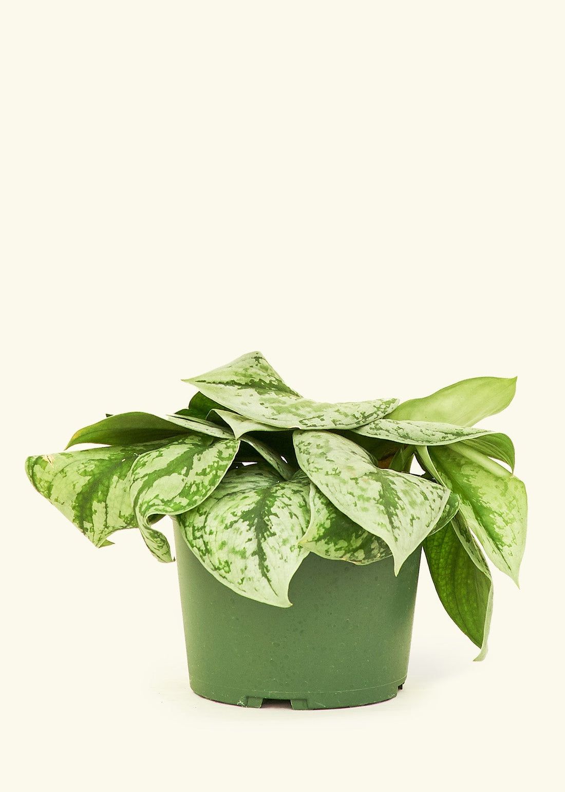 Medium Silver Pothos &