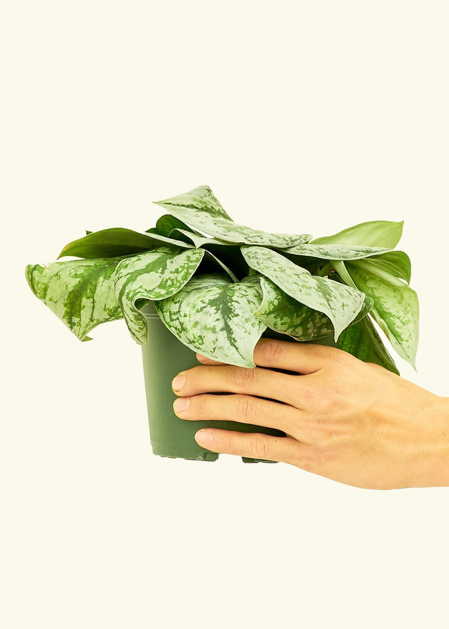 Medium Silver Pothos 'Exotica' (Scindapsus pictus 'Exotica')