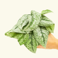 Medium Silver Pothos 'Exotica' (Scindapsus pictus 'Exotica')