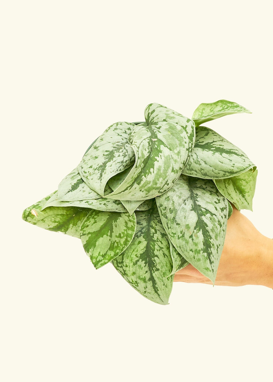 Medium Silver Pothos 'Exotica' (Scindapsus pictus 'Exotica')