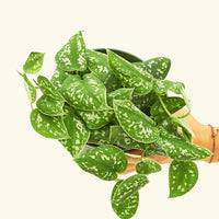 Medium Scindapsus 'Silvery Ann' (Scindapsus pictus 'Argyraeus')