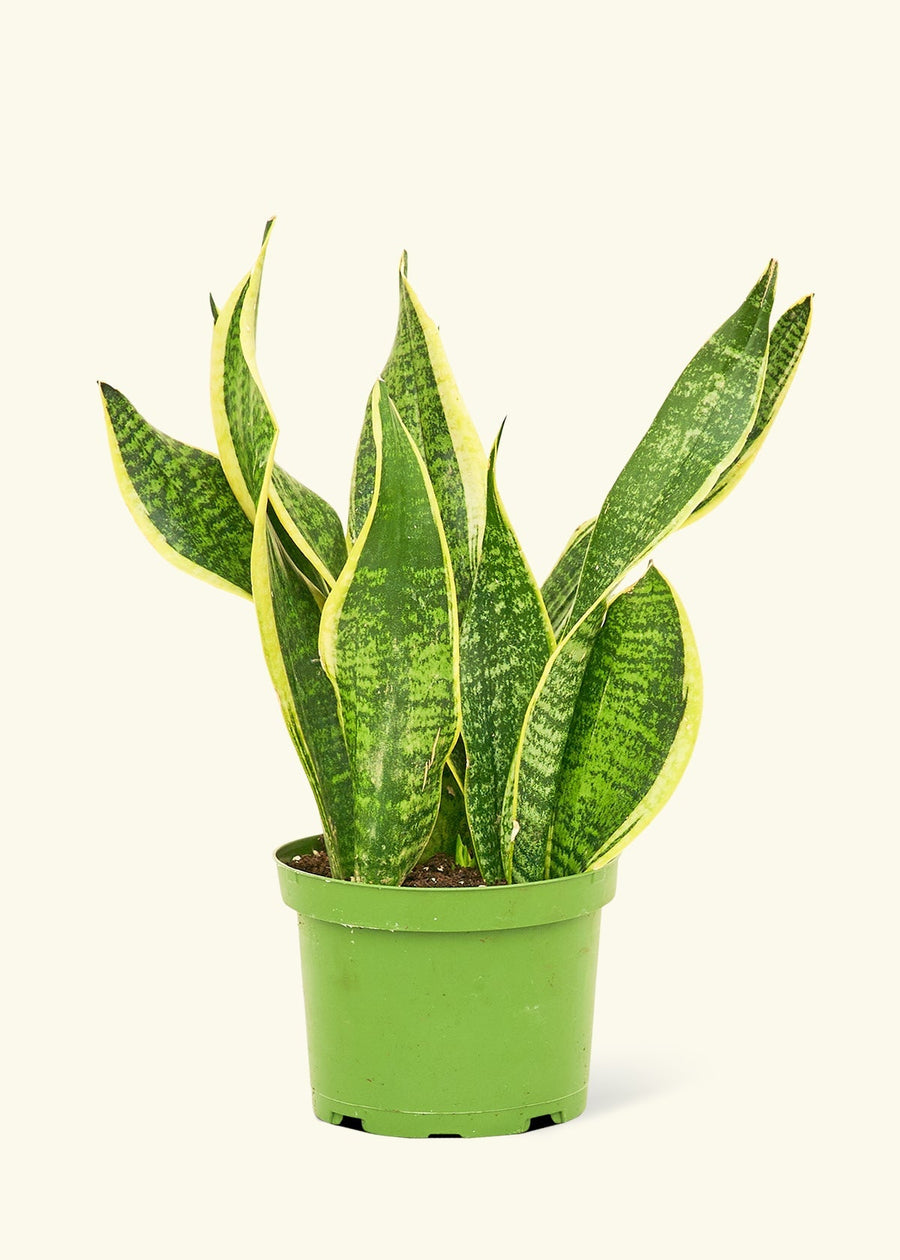 Medium Snake Plant 'Laurentii' (Sansevieria laurentii)