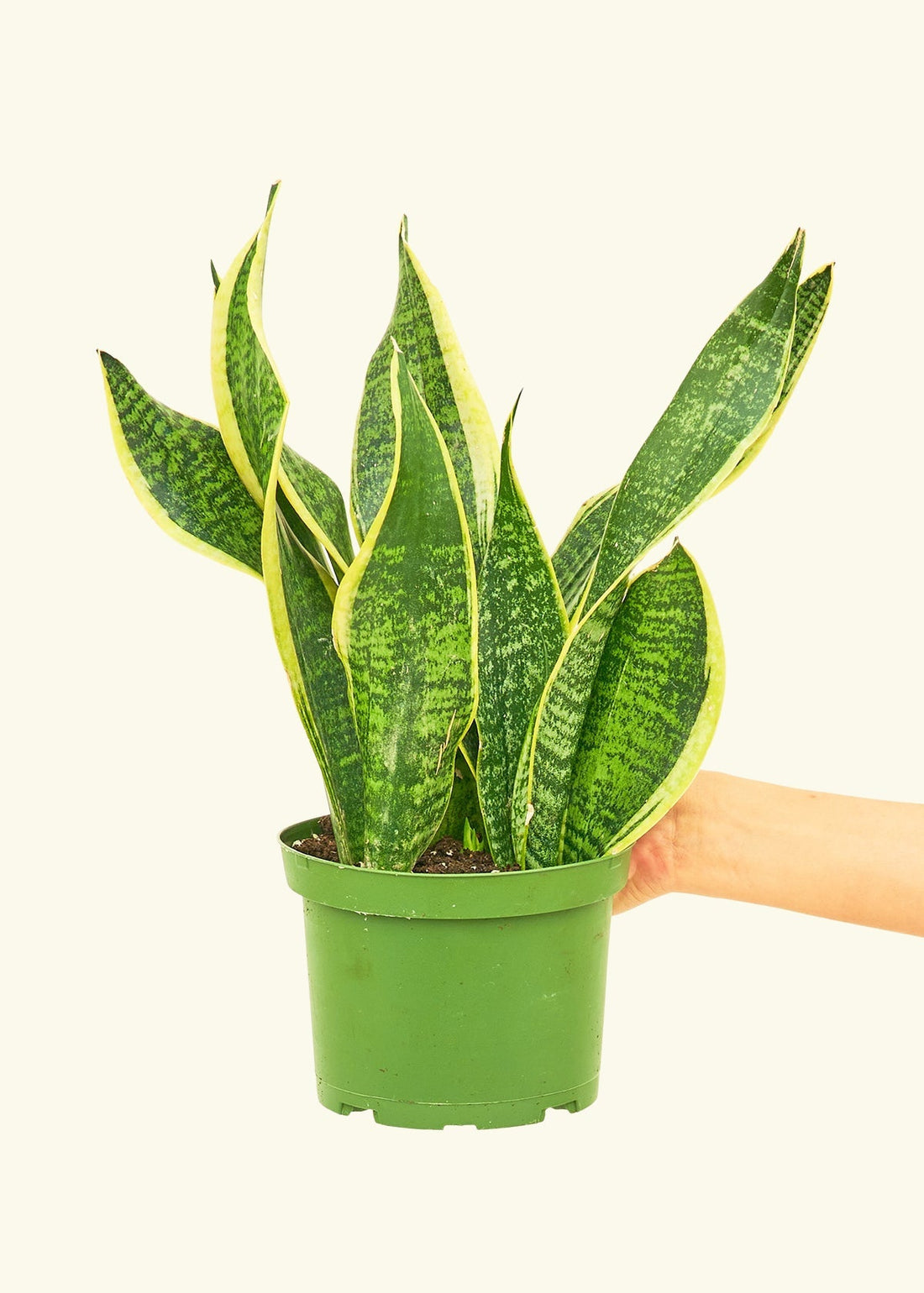 Medium Snake Plant &