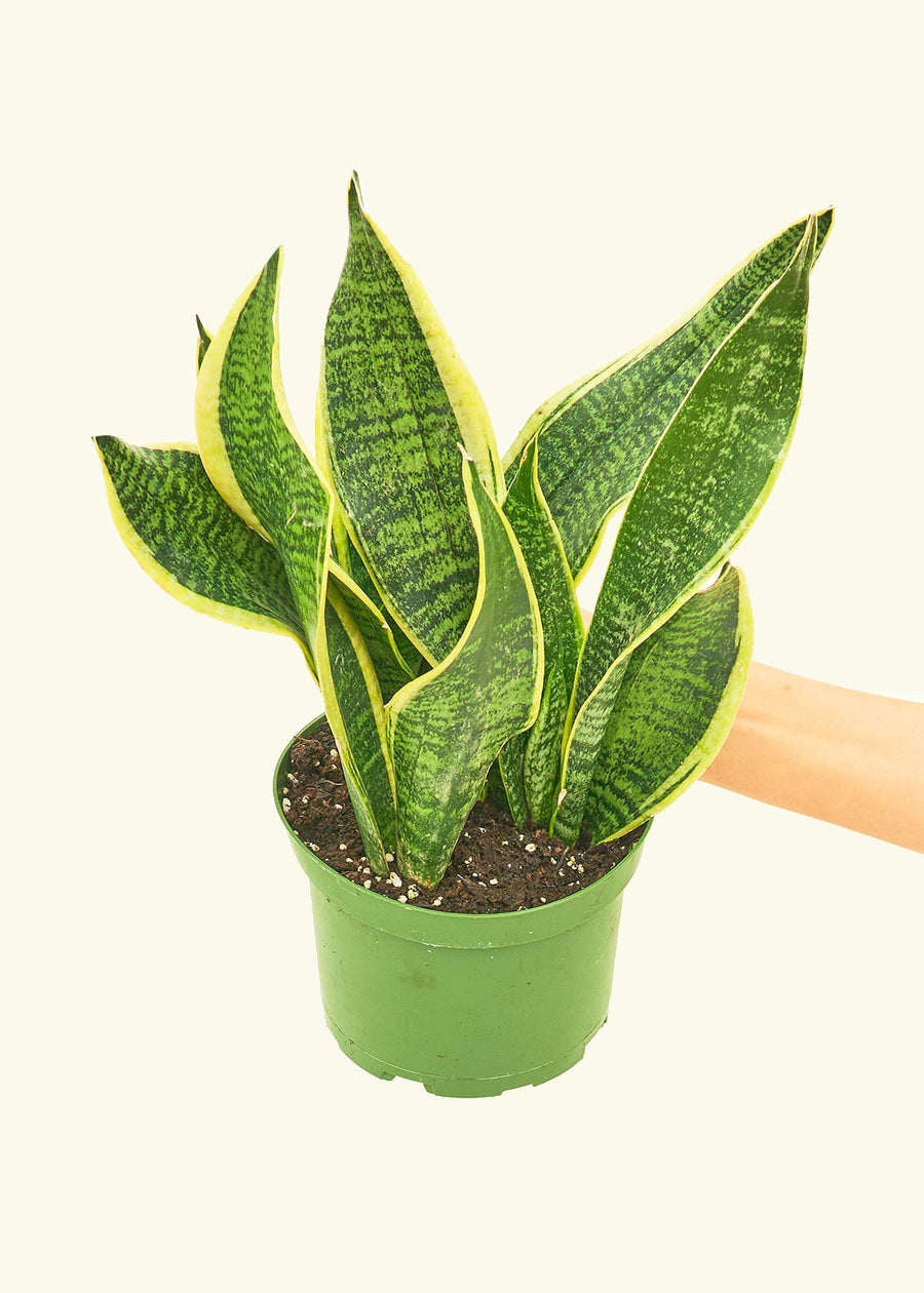 Medium Snake Plant 'Laurentii' (Sansevieria laurentii)