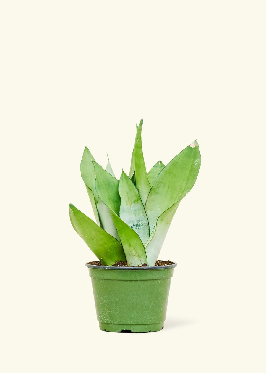 Medium Moonshine Snake Plant (Sansevieria trifasciata 'Moonshine') in a grow pot.