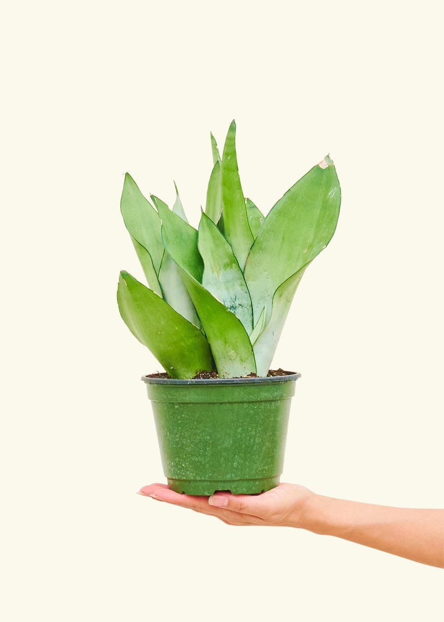 Medium Moonshine Snake Plant (Sansevieria trifasciata 'Moonshine') in a grow pot.