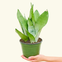Medium Moonshine Snake Plant (Sansevieria trifasciata 'Moonshine') in a grow pot.