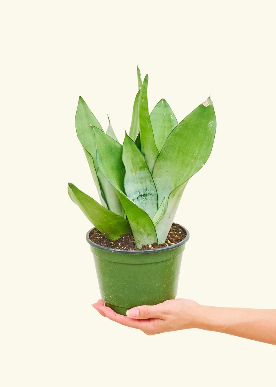 Medium Moonshine Snake Plant (Sansevieria trifasciata 'Moonshine') in a grow pot.