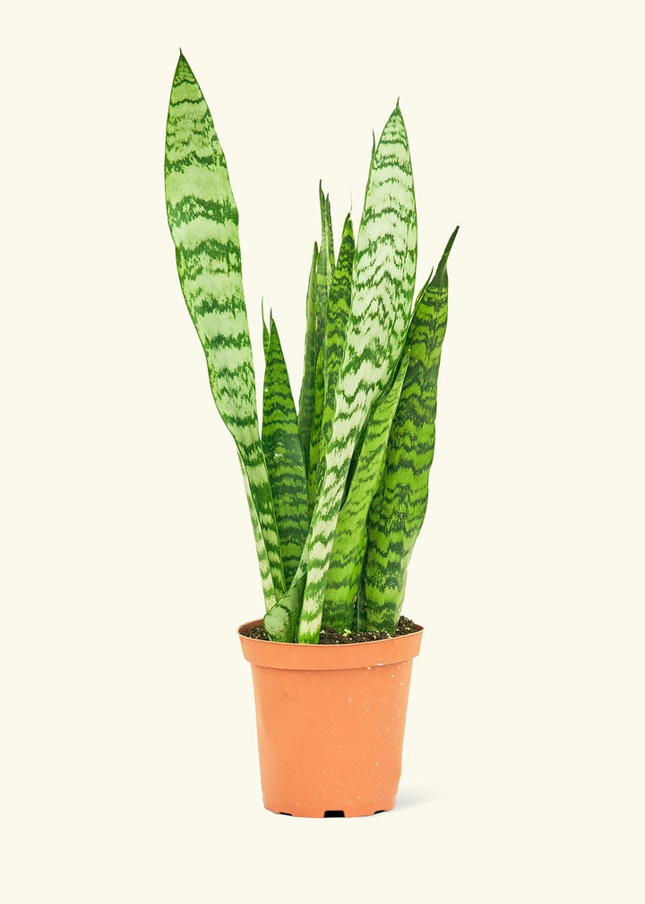 Medium Snake Plant 'Zeylanica' (Sansevieria zeylanica)