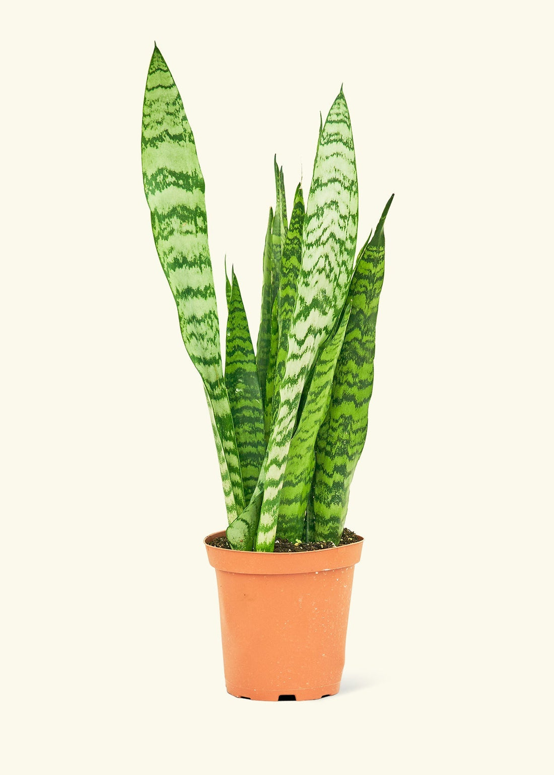 Medium Snake Plant &