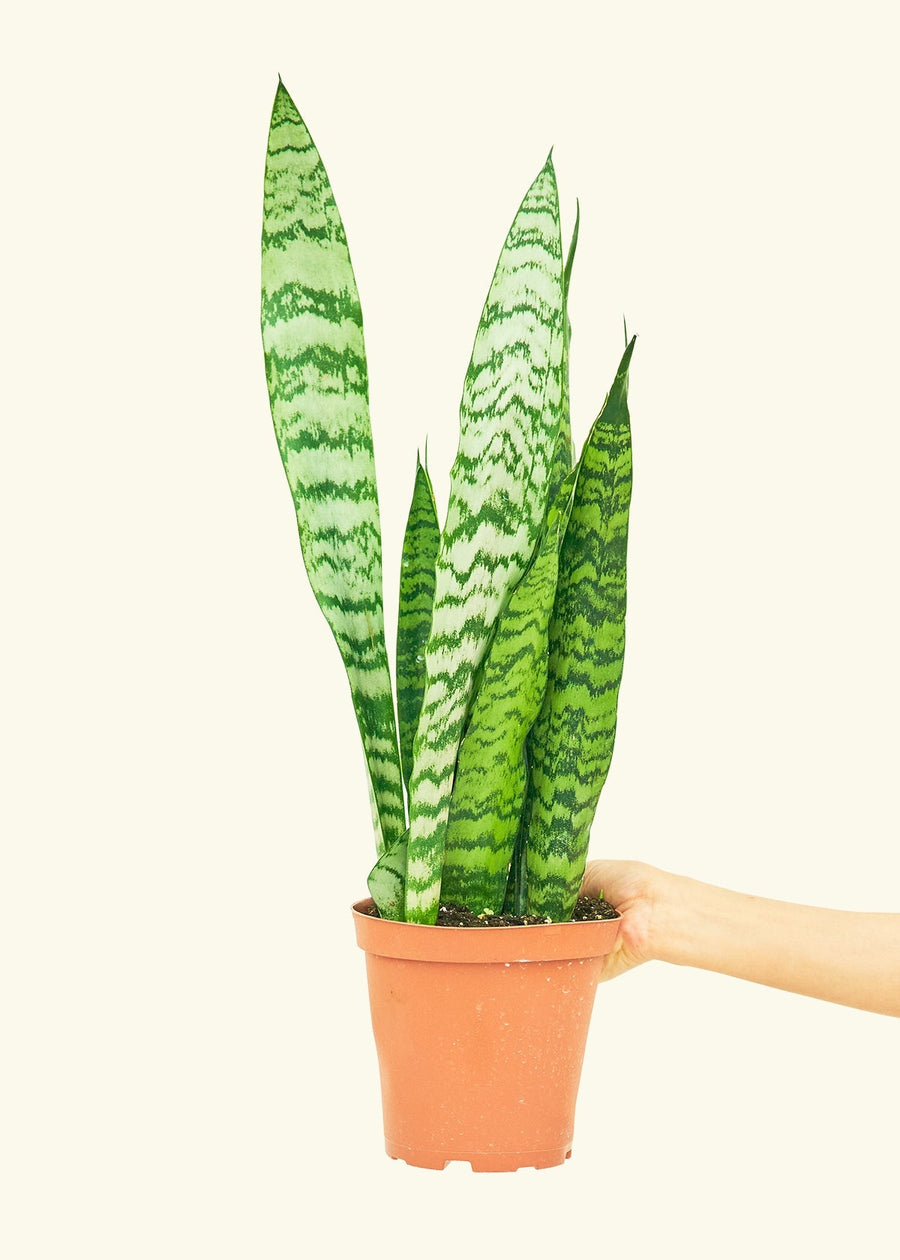 Medium Snake Plant 'Zeylanica' (Sansevieria zeylanica)