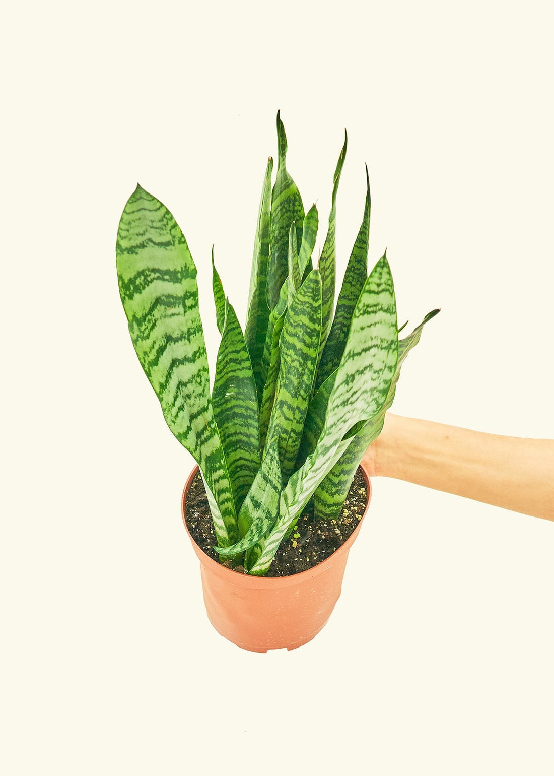 Medium Snake Plant &