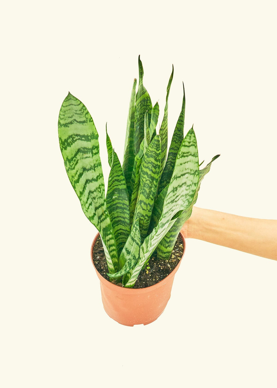 Medium Snake Plant 'Zeylanica' (Sansevieria zeylanica)