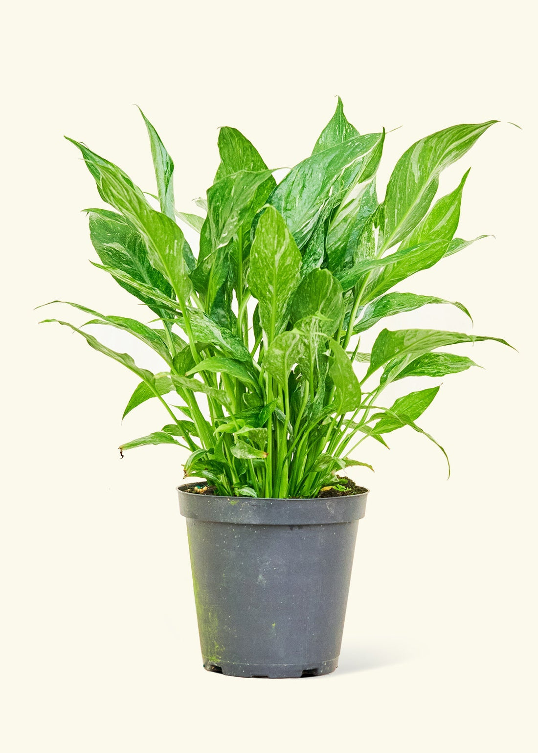 Medium Variegated Peace Lily (Spathiphyllum wallisii &