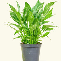 Medium Variegated Peace Lily (Spathiphyllum wallisii 'Domino')