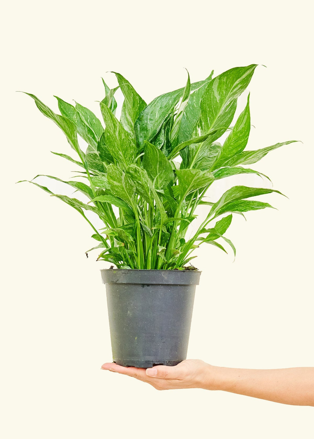 Medium Variegated Peace Lily (Spathiphyllum wallisii &