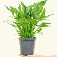 Medium Variegated Peace Lily (Spathiphyllum wallisii 'Domino')