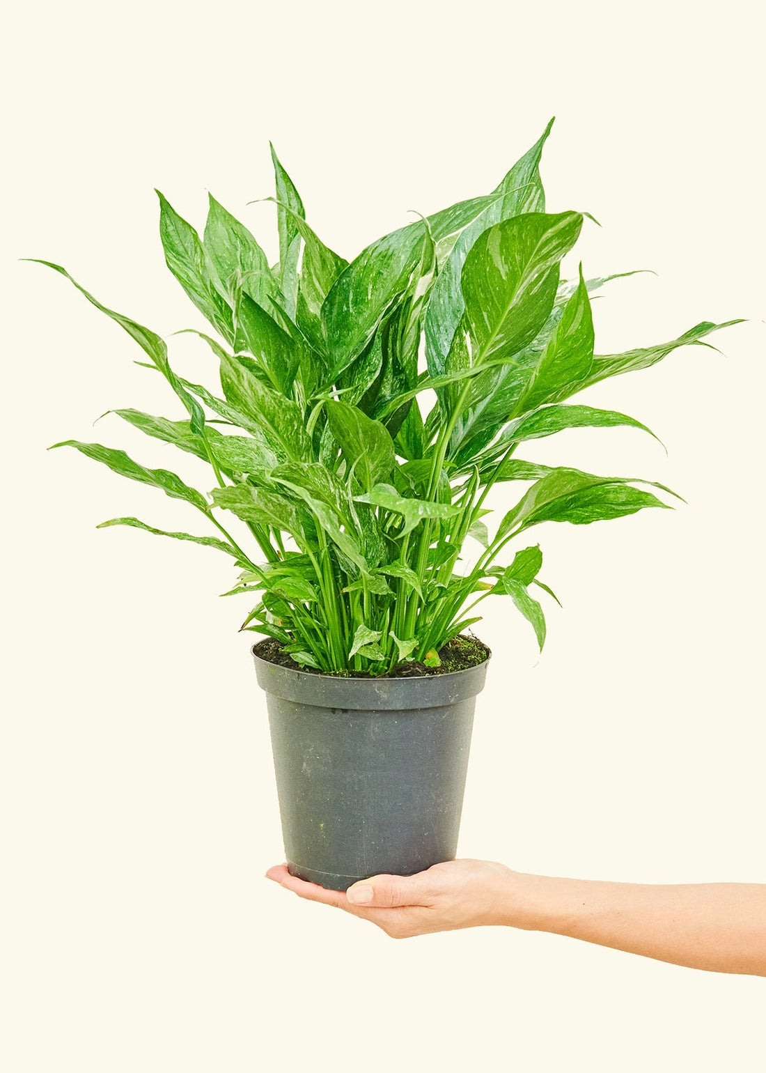 Medium Variegated Peace Lily (Spathiphyllum wallisii &