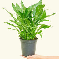 Medium Variegated Peace Lily (Spathiphyllum wallisii 'Domino')