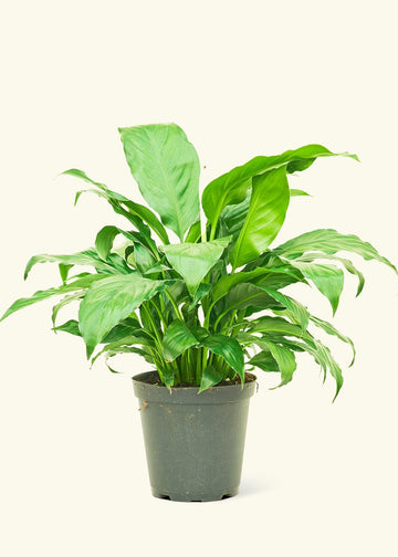 Medium Peace Lily (Spathiphyllum wallisii)