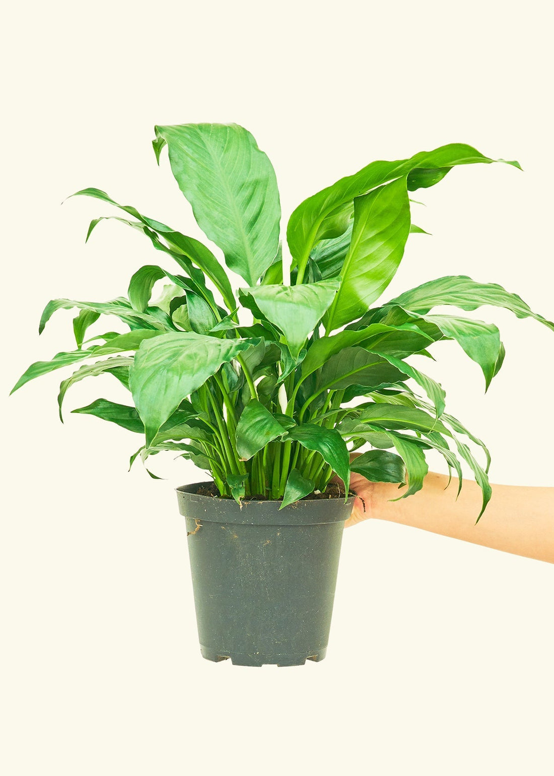 Medium Peace Lily (Spathiphyllum wallisii)