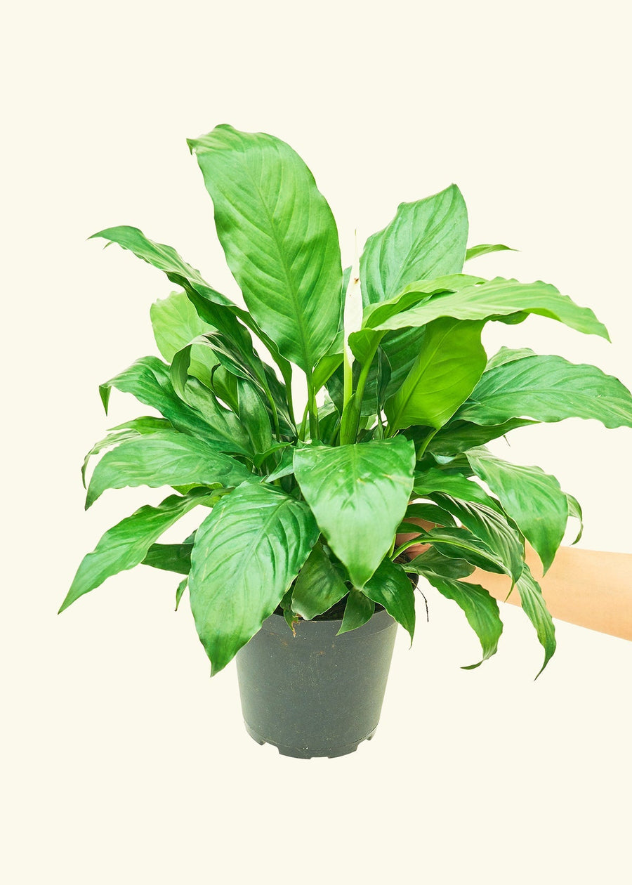 Medium Peace Lily (Spathiphyllum wallisii)