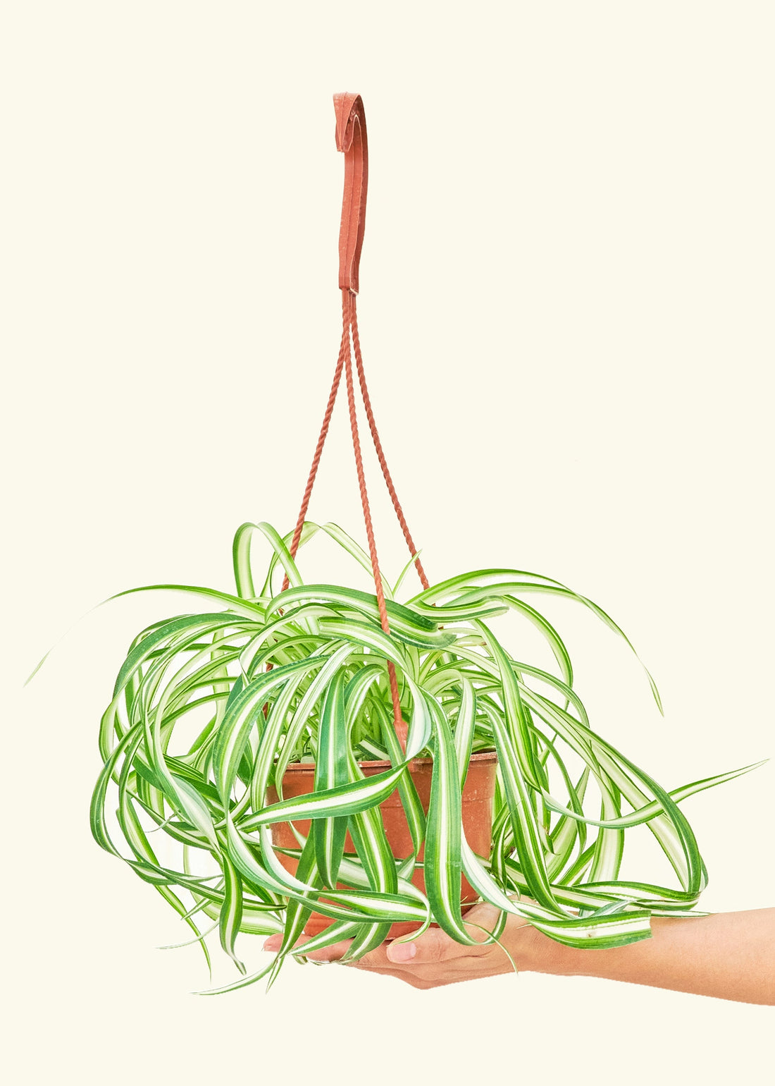 Medium Spider Plant &